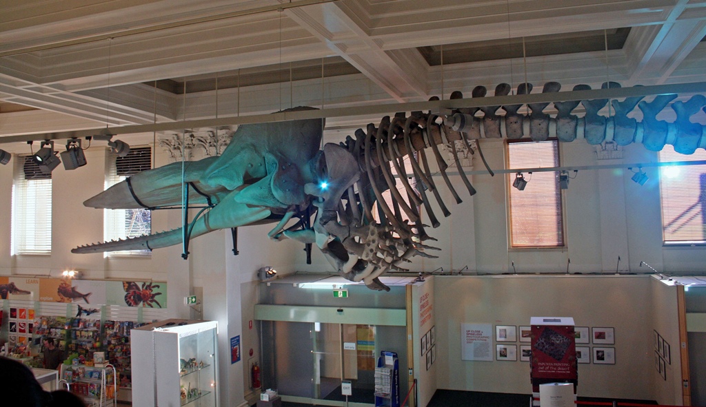 Whale Skeleton