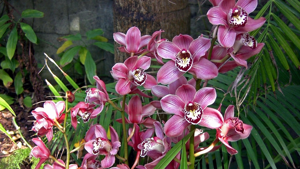 Pink Orchids