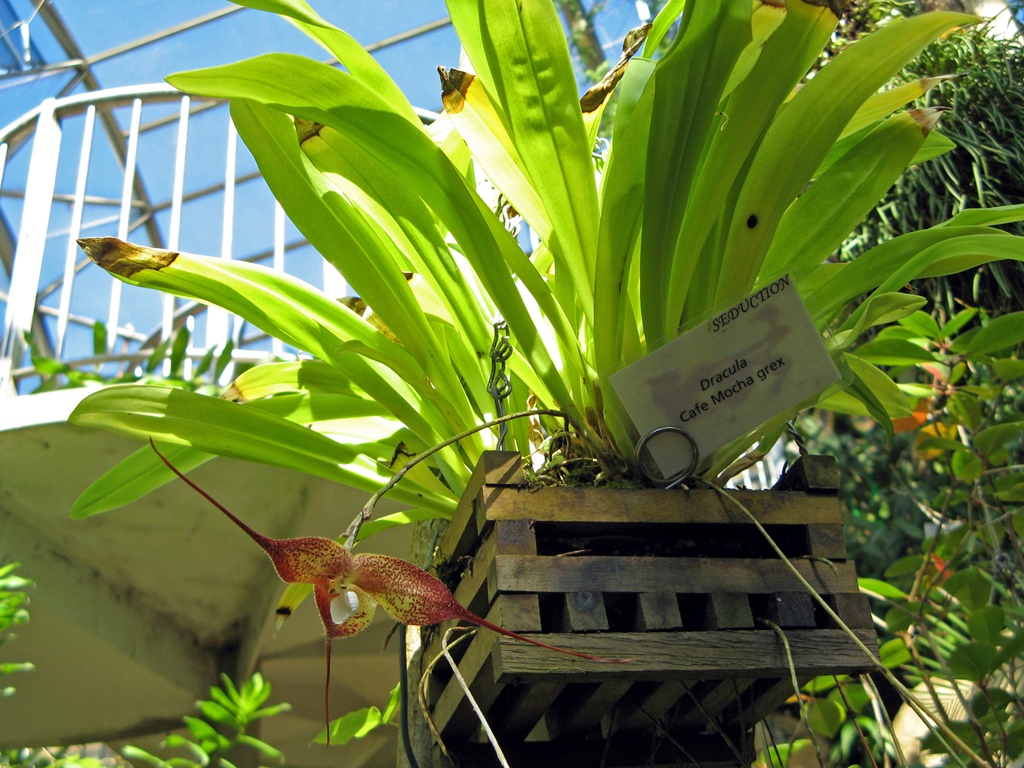 Hanging Dracula Plant