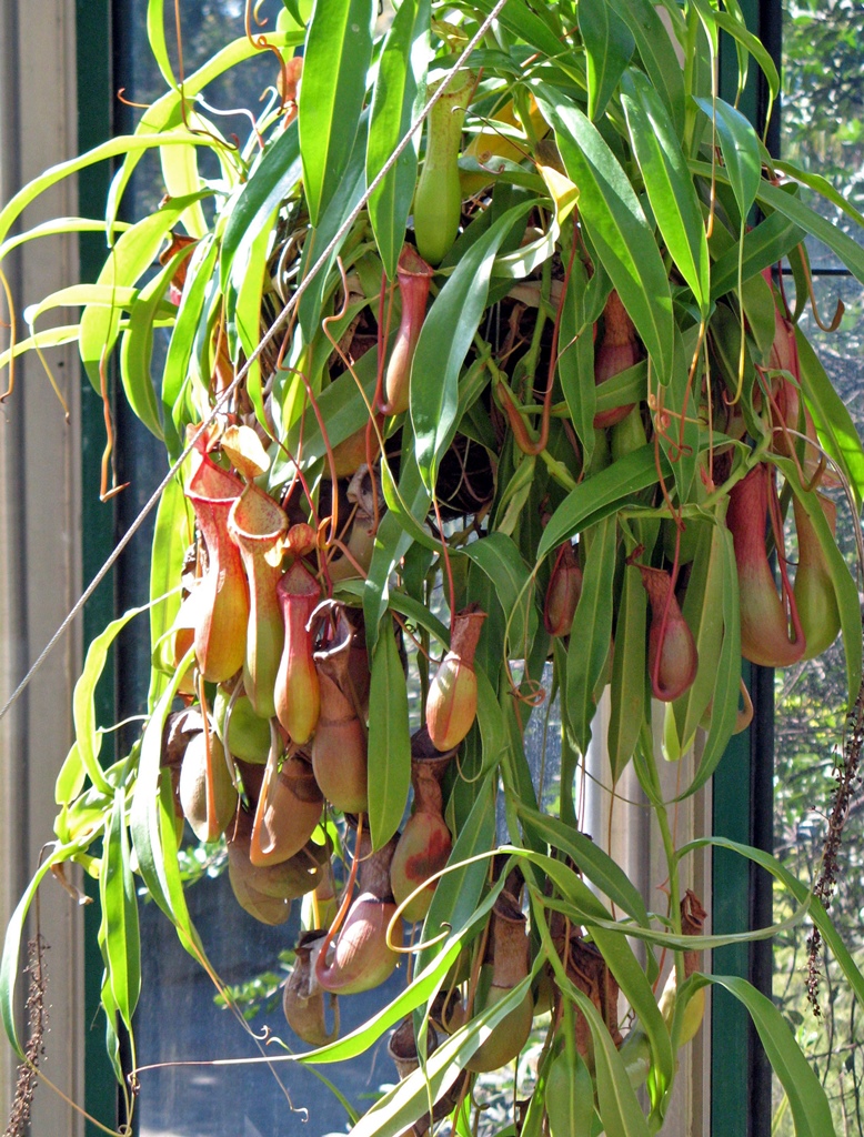 Pitcher Plant