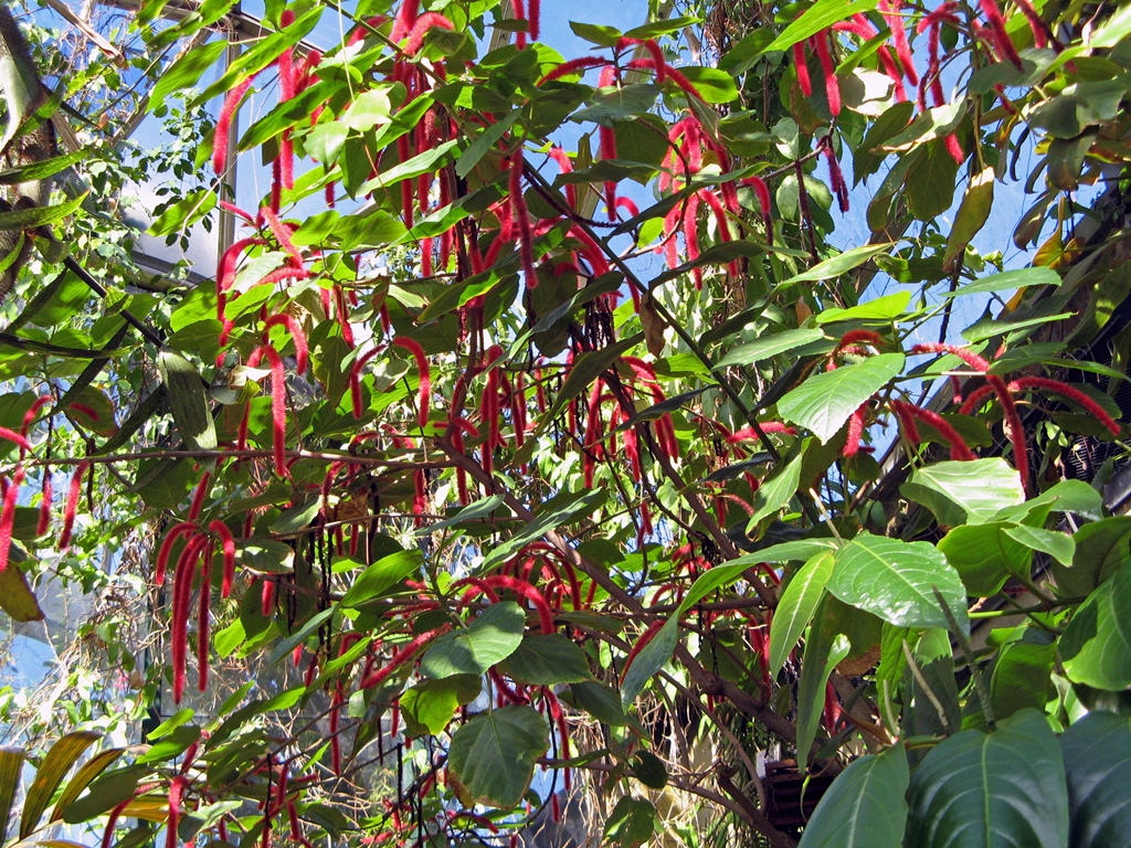 Tree with Hanging Red Things