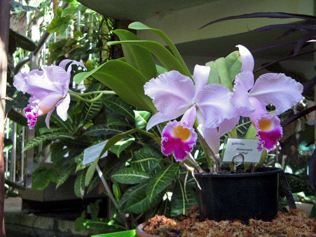 Purple and White Flowers