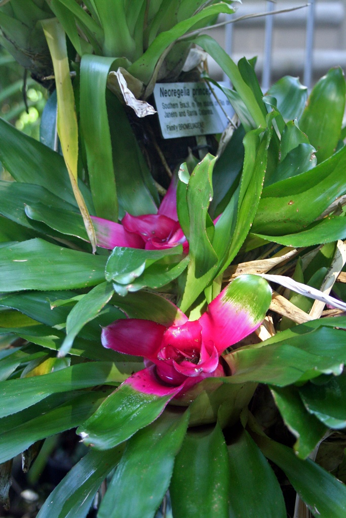 Bromeliad