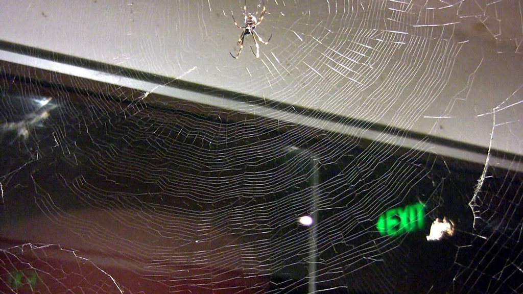 Golden Orb Weaver Spider and Web