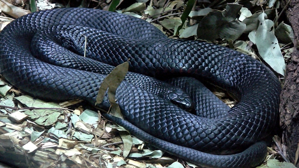 Red-Bellied Black Snake