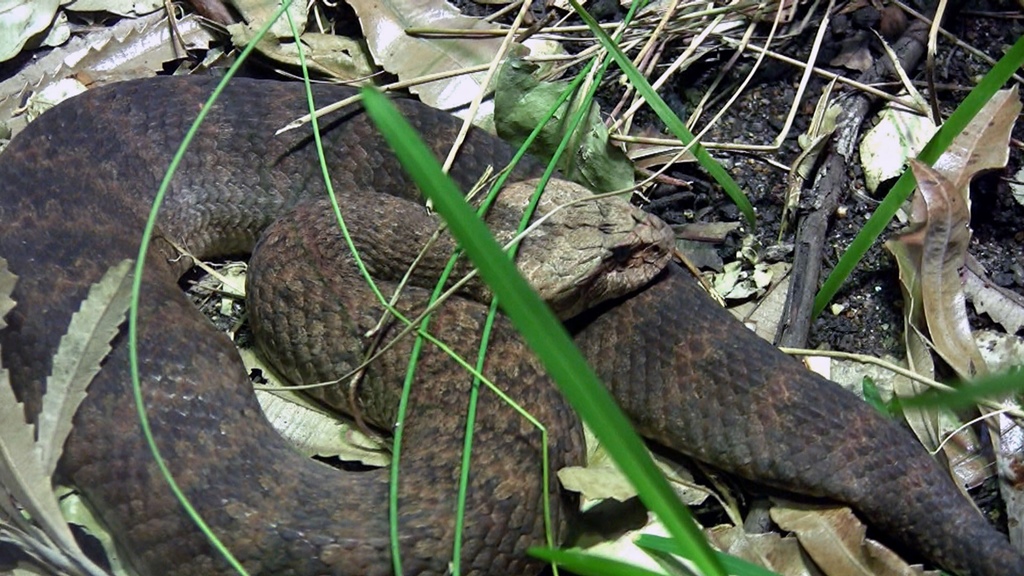 Common Death Adder (World's Fastest Striking)