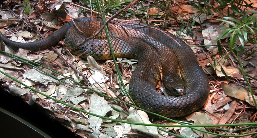 Tiger Snake