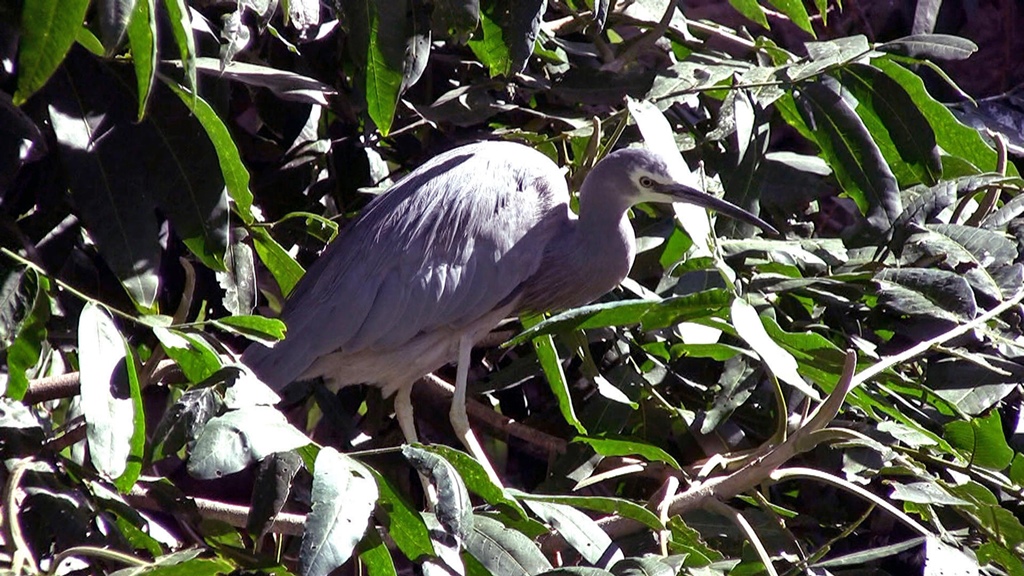 Gray Waterfowl