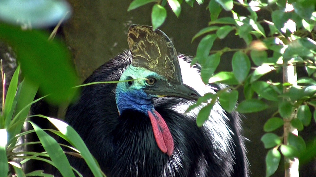 A Cassowary