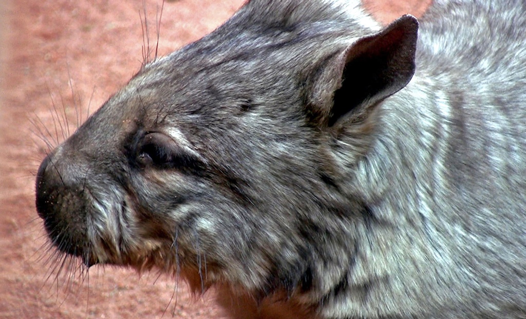 A Wombat