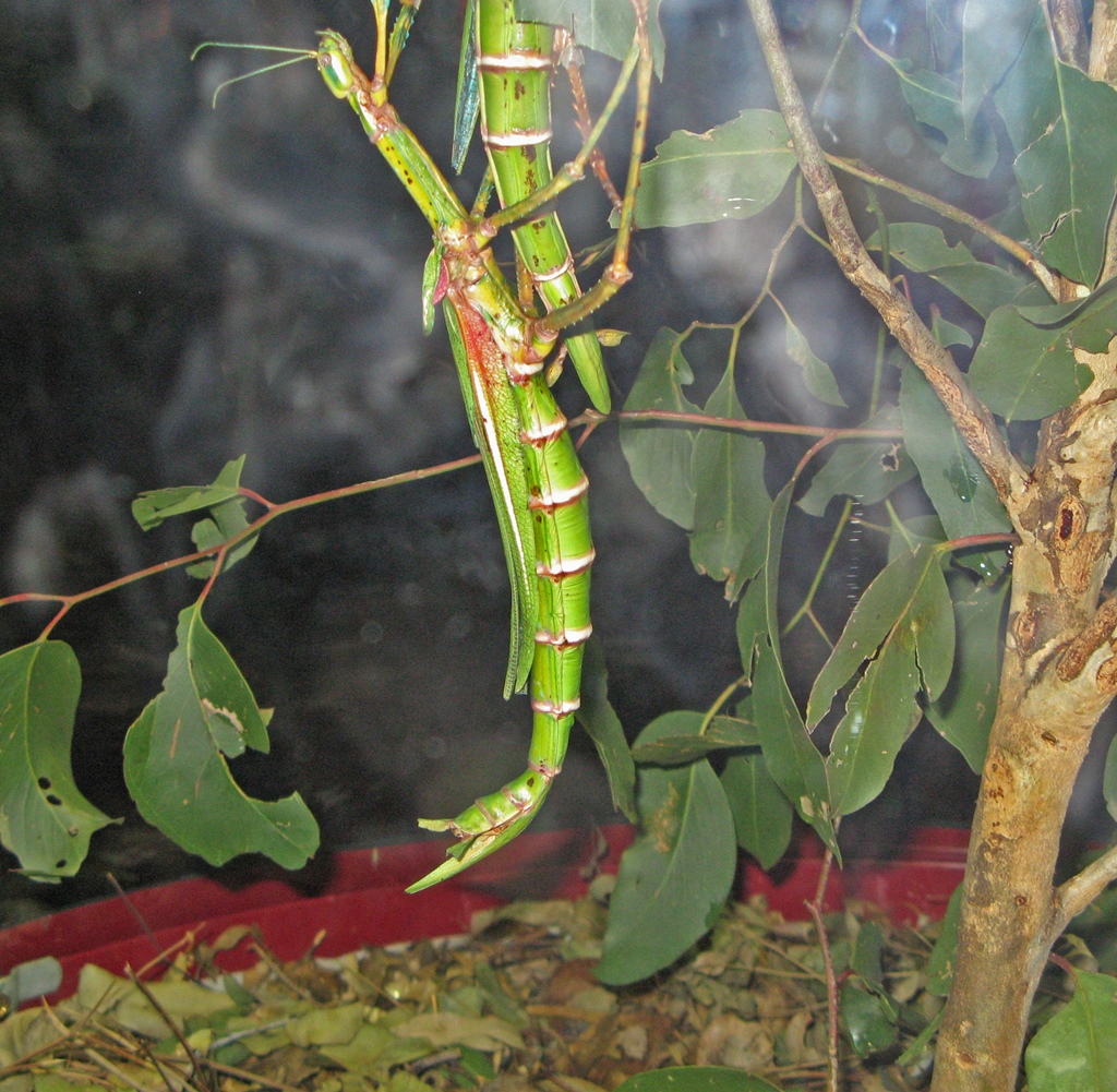 Large Tree Insects