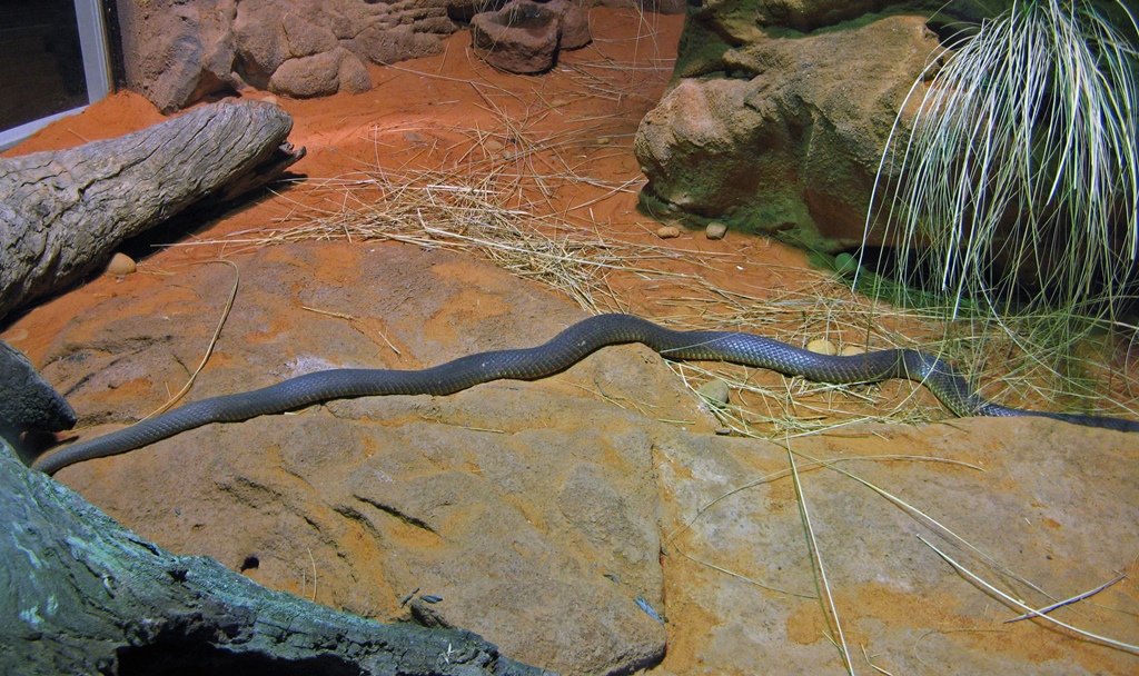 Inland Taipan (World's Most Venomous)