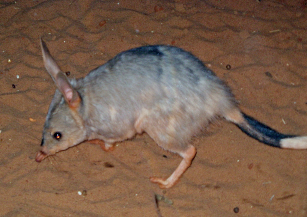 Greater Bilby