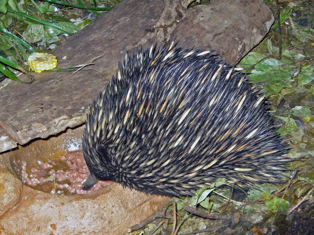 An Echidna