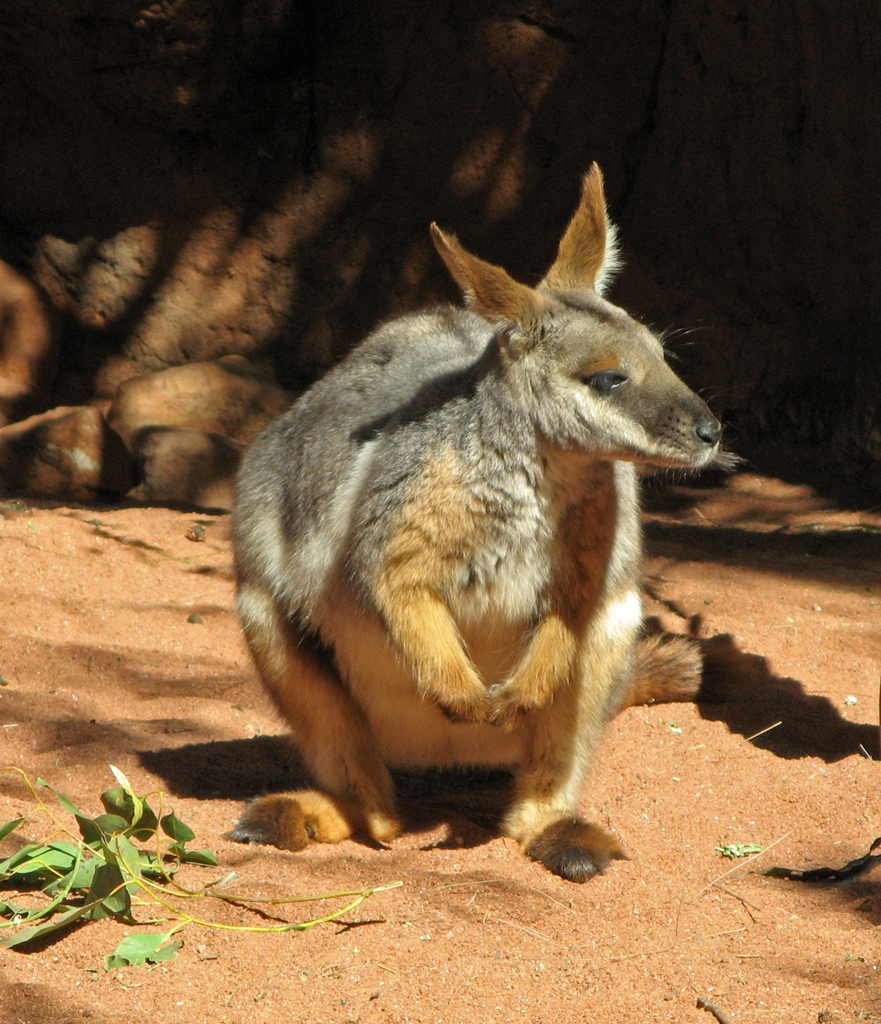 A Wallaby