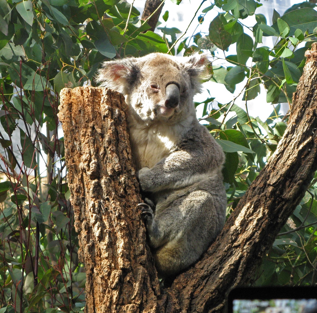 A Koala