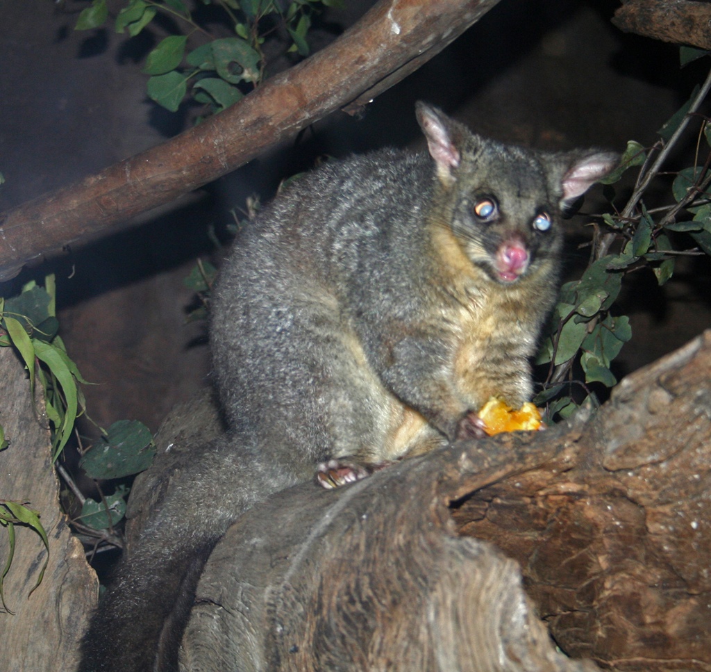 Sugar Glider