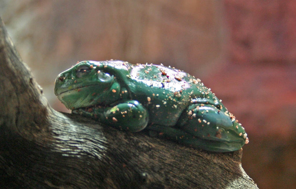 Magnificent Tree Frog