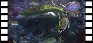 Fish and Moray Eel