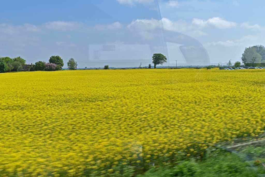 Canola Field