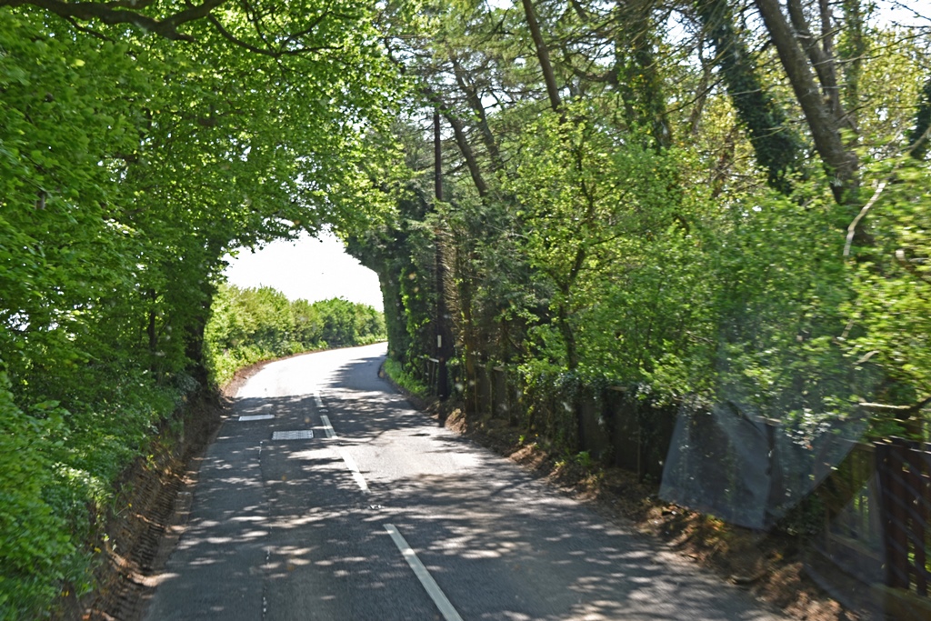 Road Through Trees