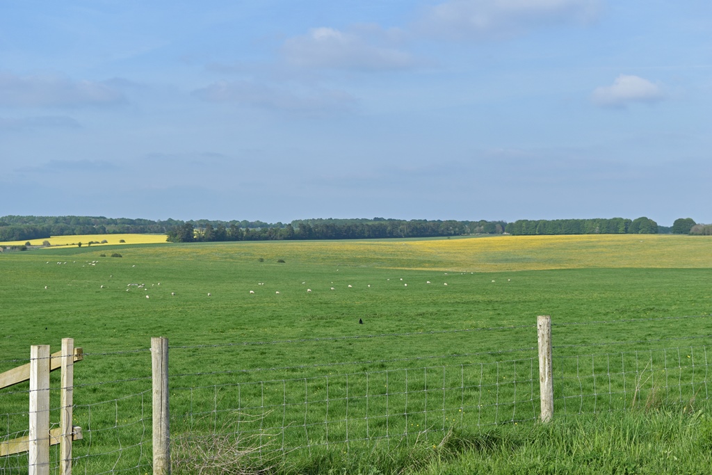 Fields with Sheep