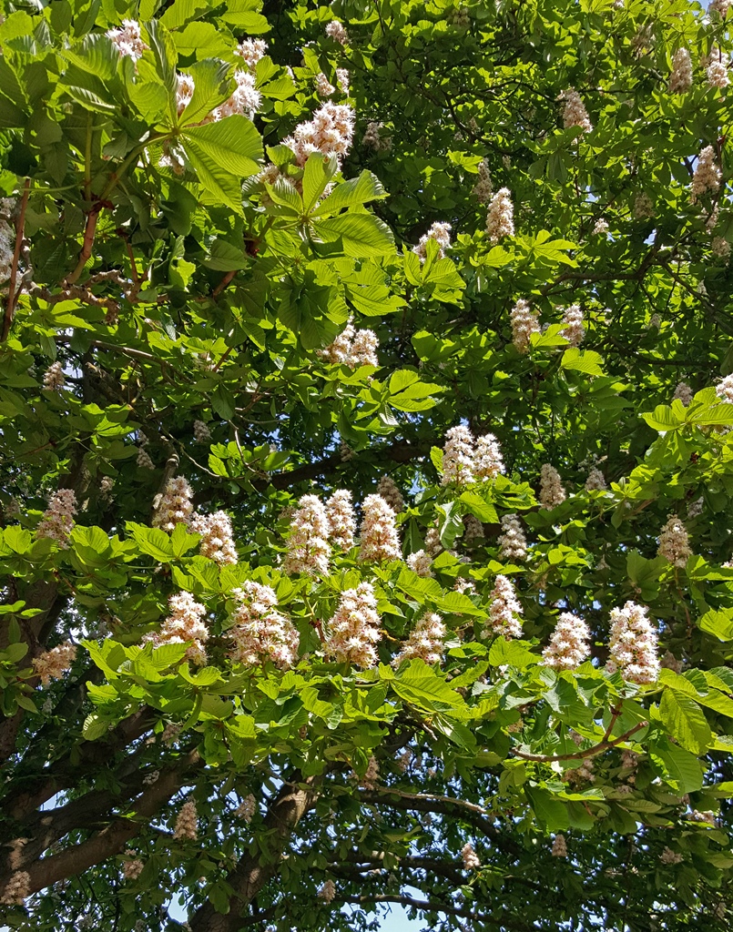 Flowering Tree