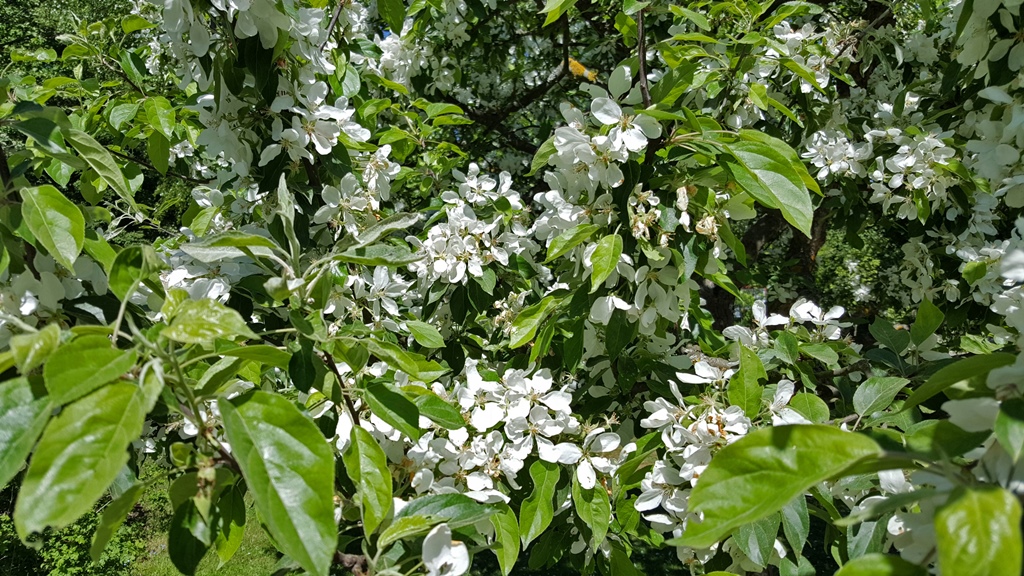 Flowering Tree