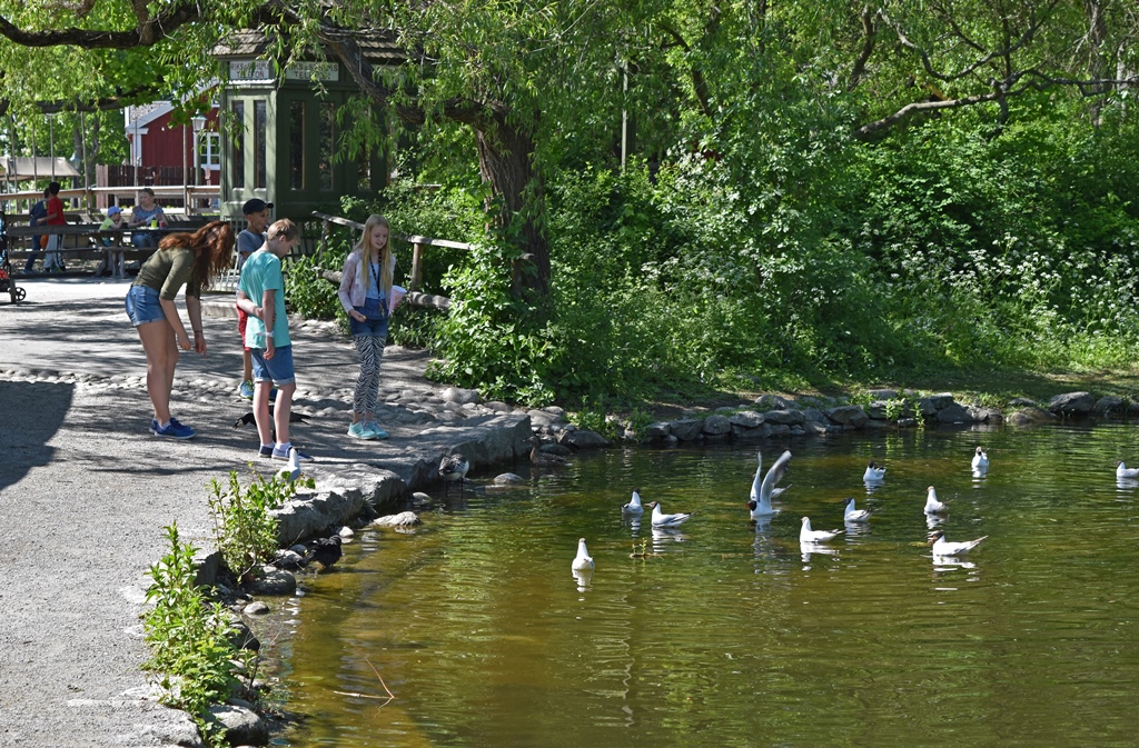 Pond with Waterfowl