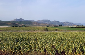 Sunflowers and Hills